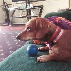 Meet your Posher, Elsie